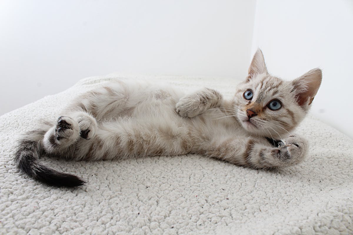Caniche toy, nain, moyen, royal : choisir sa taille — Ragdoll