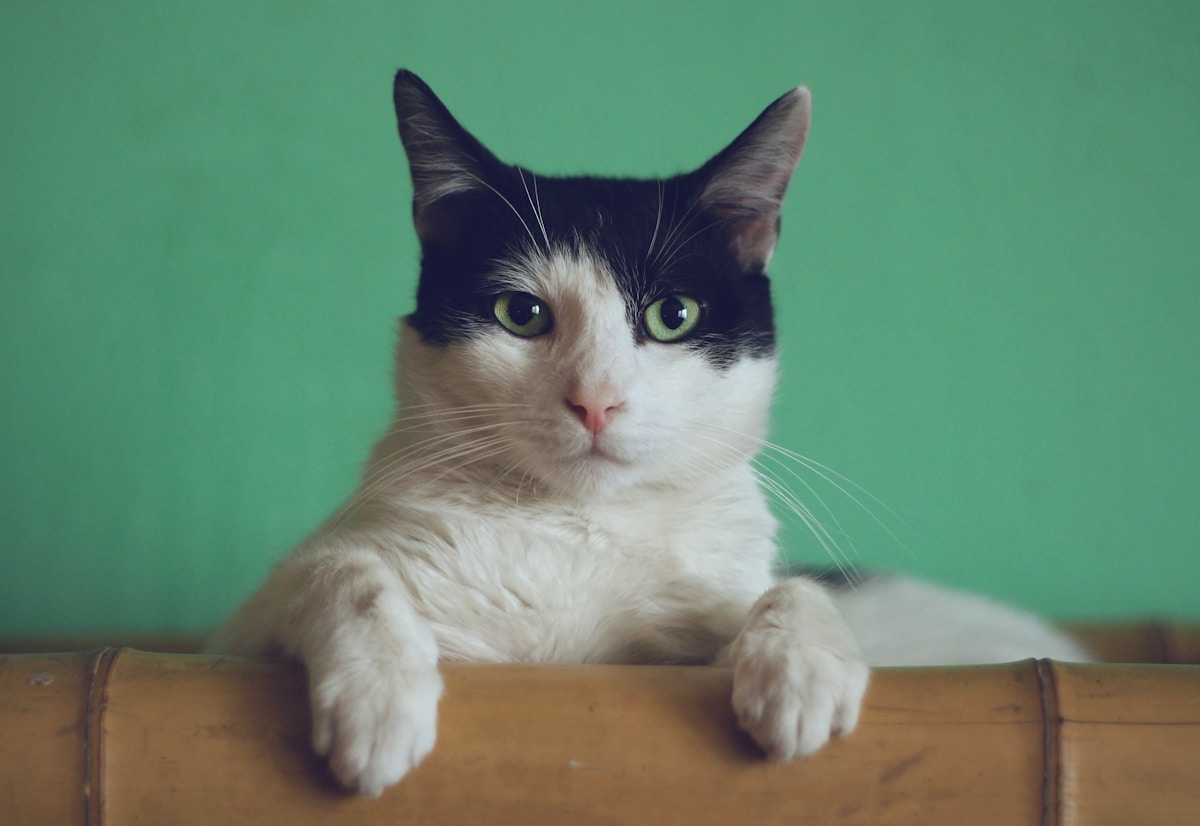 Choisir un élevage de Berger Australien sérieux — Ragdoll