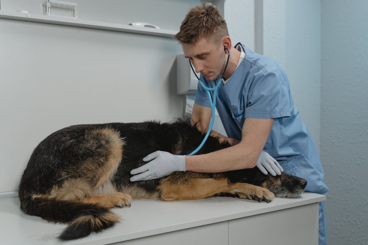 Santé et alimentation du Bull Terrier au quotidien — Ragdoll